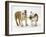 Two Bulldog Pups Carrying a Ragger-Jane Burton-Framed Photographic Print