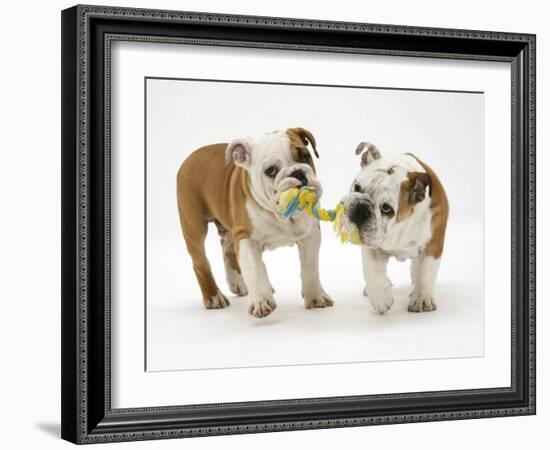 Two Bulldog Pups Carrying a Ragger-Jane Burton-Framed Photographic Print