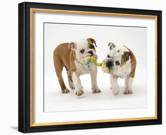 Two Bulldog Pups Carrying a Ragger-Jane Burton-Framed Photographic Print