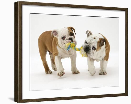 Two Bulldog Pups Carrying a Ragger-Jane Burton-Framed Photographic Print