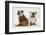 Two Bulldogs, Back to Back-Mark Taylor-Framed Photographic Print