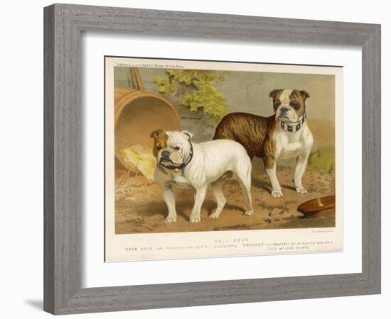 Two Bulldogs One White the Other Brindle and White-null-Framed Art Print