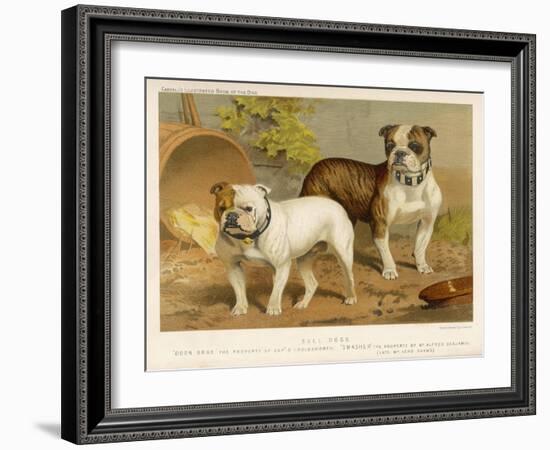 Two Bulldogs One White the Other Brindle and White-null-Framed Art Print