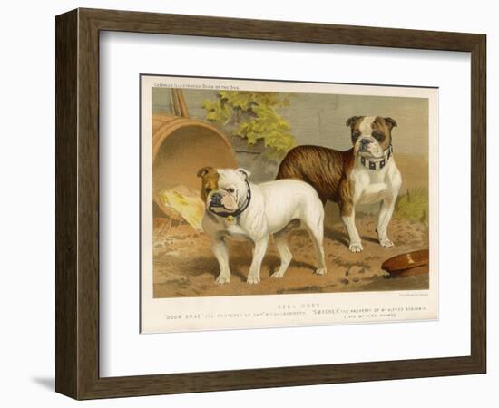 Two Bulldogs One White the Other Brindle and White-null-Framed Art Print