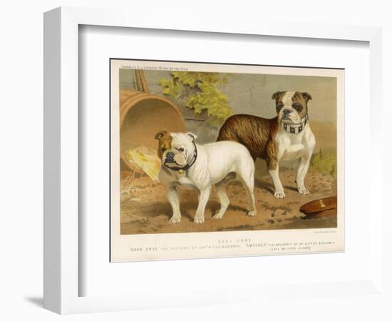 Two Bulldogs One White the Other Brindle and White-null-Framed Art Print