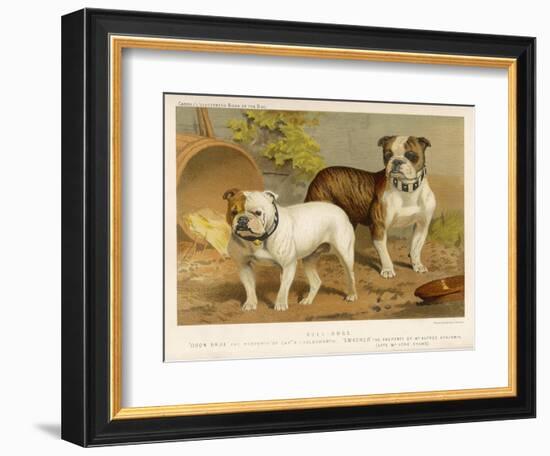 Two Bulldogs One White the Other Brindle and White-null-Framed Art Print