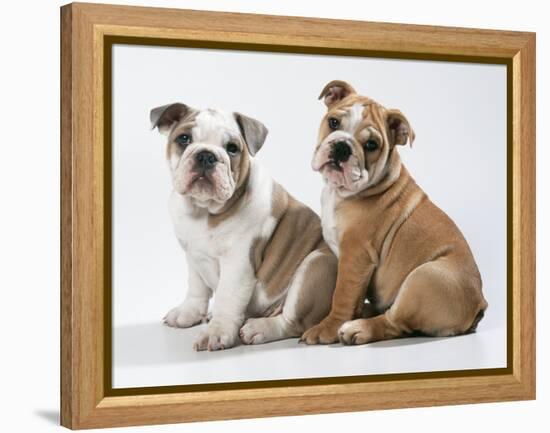 Two BullPuppies, Sitting, Studio Shot-null-Framed Premier Image Canvas