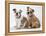 Two BullPuppies, Sitting, Studio Shot-null-Framed Premier Image Canvas