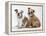 Two BullPuppies, Sitting, Studio Shot-null-Framed Premier Image Canvas