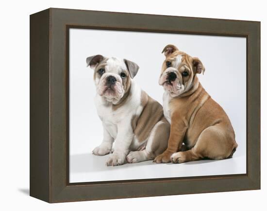 Two BullPuppies, Sitting, Studio Shot-null-Framed Premier Image Canvas