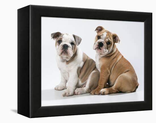 Two BullPuppies, Sitting, Studio Shot-null-Framed Premier Image Canvas