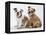 Two BullPuppies, Sitting, Studio Shot-null-Framed Premier Image Canvas