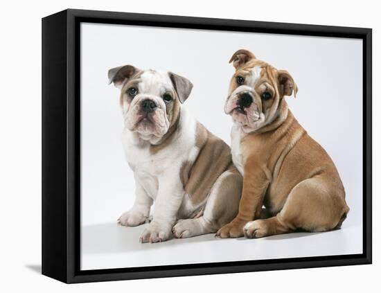 Two BullPuppies, Sitting, Studio Shot-null-Framed Premier Image Canvas