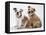 Two BullPuppies, Sitting, Studio Shot-null-Framed Premier Image Canvas