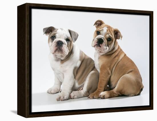 Two BullPuppies, Sitting, Studio Shot-null-Framed Premier Image Canvas