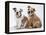 Two BullPuppies, Sitting, Studio Shot-null-Framed Premier Image Canvas