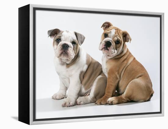 Two BullPuppies, Sitting, Studio Shot-null-Framed Premier Image Canvas