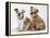 Two BullPuppies, Sitting, Studio Shot-null-Framed Premier Image Canvas