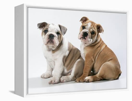 Two BullPuppies, Sitting, Studio Shot-null-Framed Premier Image Canvas