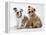 Two BullPuppies, Sitting, Studio Shot-null-Framed Premier Image Canvas