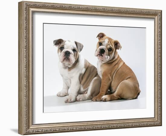 Two BullPuppies, Sitting, Studio Shot-null-Framed Photographic Print