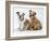 Two BullPuppies, Sitting, Studio Shot-null-Framed Photographic Print