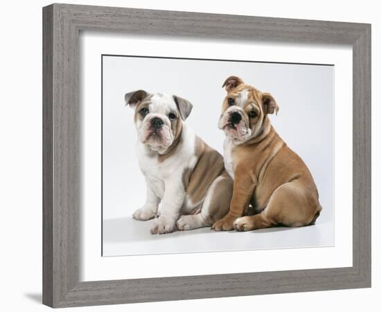 Two BullPuppies, Sitting, Studio Shot-null-Framed Photographic Print