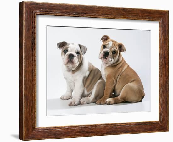 Two BullPuppies, Sitting, Studio Shot-null-Framed Photographic Print