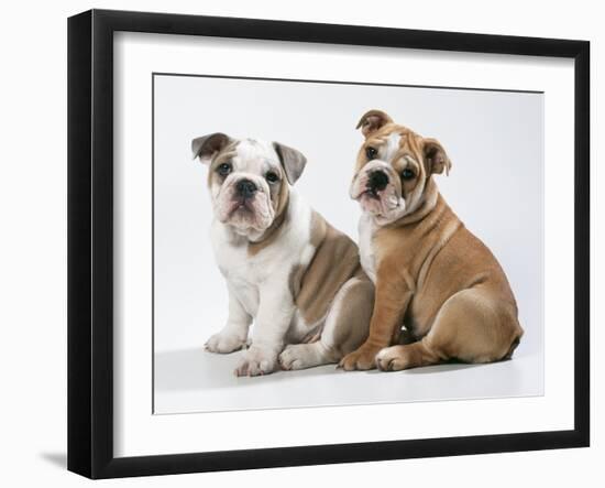 Two BullPuppies, Sitting, Studio Shot-null-Framed Photographic Print