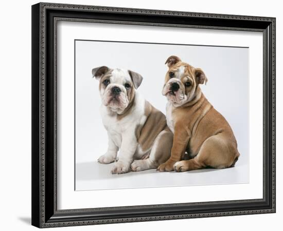 Two BullPuppies, Sitting, Studio Shot-null-Framed Photographic Print