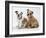 Two BullPuppies, Sitting, Studio Shot-null-Framed Photographic Print