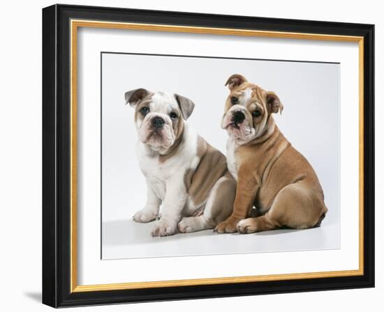 Two BullPuppies, Sitting, Studio Shot-null-Framed Photographic Print