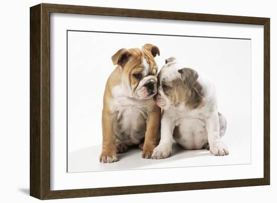 Two BullPuppies, Sitting, Touching Faces-null-Framed Photographic Print