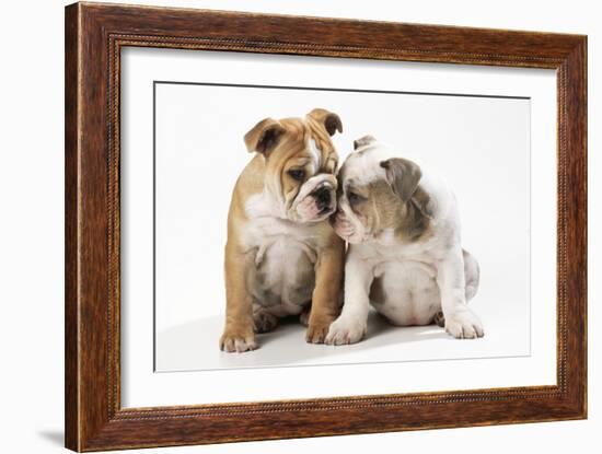 Two BullPuppies, Sitting, Touching Faces-null-Framed Photographic Print