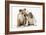 Two BullPuppies, Sitting, Touching Faces-null-Framed Photographic Print