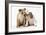 Two BullPuppies, Sitting, Touching Faces-null-Framed Photographic Print