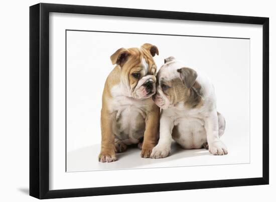 Two BullPuppies, Sitting, Touching Faces-null-Framed Photographic Print