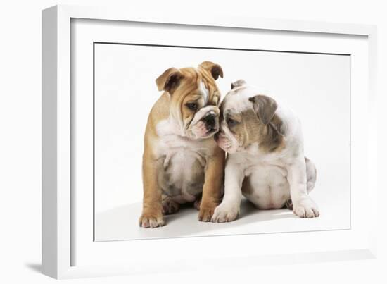 Two BullPuppies, Sitting, Touching Faces-null-Framed Photographic Print