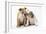 Two BullPuppies, Sitting, Touching Faces-null-Framed Photographic Print