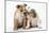 Two BullPuppies, Sitting, Touching Faces-null-Mounted Photographic Print