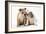 Two BullPuppies, Sitting, Touching Faces-null-Framed Photographic Print