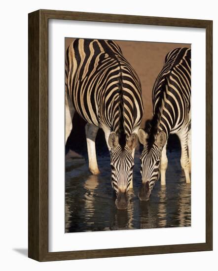 Two Burchell's Zebra (Equus Burchelli) Drinking, Mkhuze Game Reserve, South Africa, Africa-Ann & Steve Toon-Framed Photographic Print