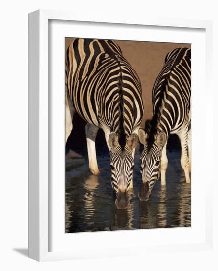 Two Burchell's Zebra (Equus Burchelli) Drinking, Mkhuze Game Reserve, South Africa, Africa-Ann & Steve Toon-Framed Photographic Print