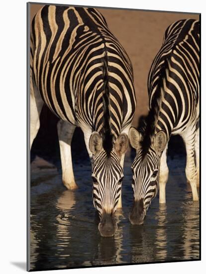 Two Burchell's Zebra (Equus Burchelli) Drinking, Mkhuze Game Reserve, South Africa, Africa-Ann & Steve Toon-Mounted Photographic Print