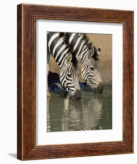 Two Burchell's Zebra, Equus Burchelli, Drinking, Mkhuze Game Reserve, South Africa-Ann & Steve Toon-Framed Photographic Print