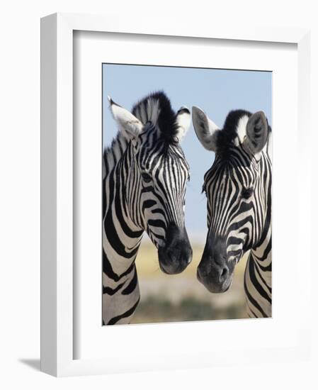 Two Burchell's Zebra, Equus Burchelli, Etosha National Park, Namibia, Africa-Ann & Steve Toon-Framed Photographic Print