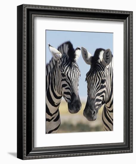 Two Burchell's Zebra, Equus Burchelli, Etosha National Park, Namibia, Africa-Ann & Steve Toon-Framed Photographic Print