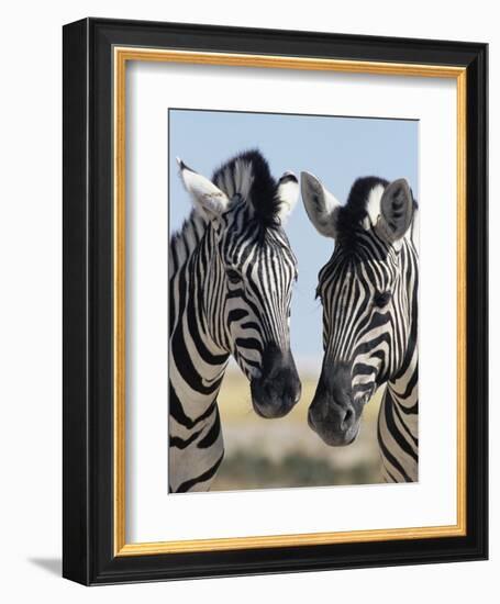 Two Burchell's Zebra, Equus Burchelli, Etosha National Park, Namibia, Africa-Ann & Steve Toon-Framed Photographic Print