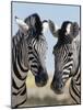Two Burchell's Zebra, Equus Burchelli, Etosha National Park, Namibia, Africa-Ann & Steve Toon-Mounted Photographic Print