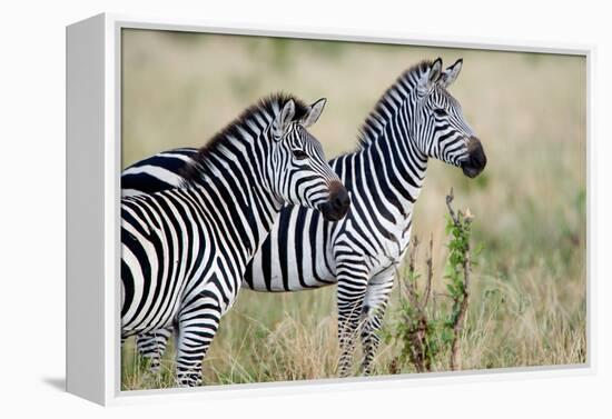 Two Burchell's Zebras (Equus Burchelli) in a Forest, Tarangire National Park, Tanzania-null-Framed Stretched Canvas